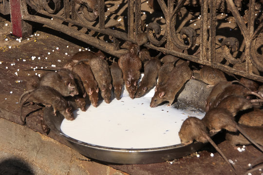 Holy rats drinking milk from a bowl, Karni Mata Temple, Deshnok,