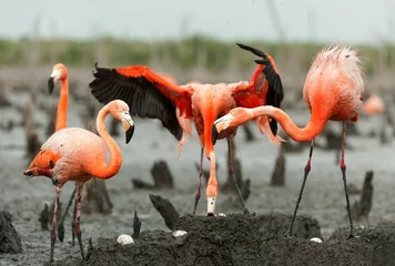Papier Peint photo Lavable Flamant Flamingo (Phoenicopterus ruber) colony.