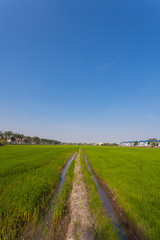 Fototapeta na wymiar Rice seedlings field
