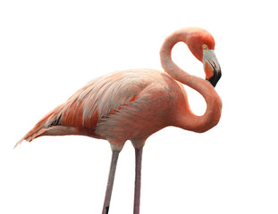 The American Flamingo (Phoenicopterus ruber) © Uryadnikov Sergey