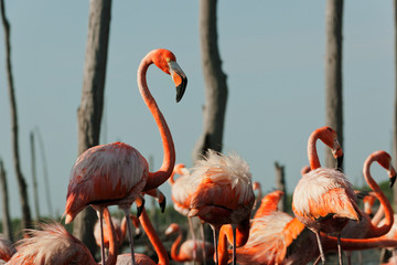 Flamingo (Phoenicopterus ruber) colony.