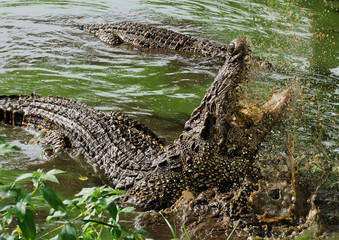 Mouth and teeth of the Cuban crocodile