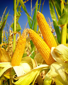 Corn field closeup