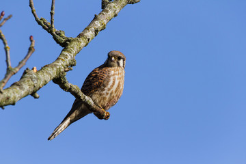 American Kestrel