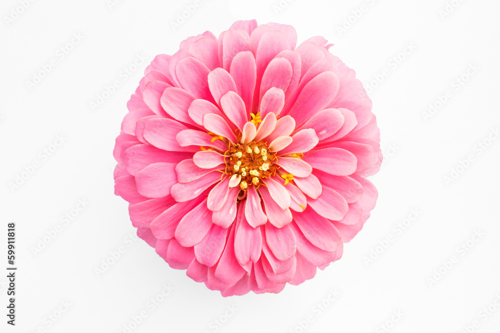 Wall mural pink zinnia flower on white background