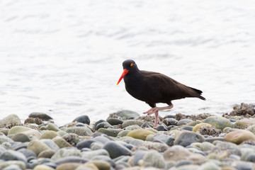 Black Oystercatcher