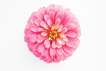 pink zinnia flower on white background - obrazy, fototapety, plakaty