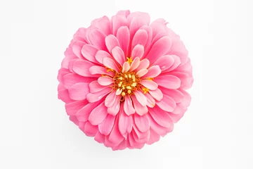 Crédence de cuisine en verre imprimé Fleurs pink zinnia flower on white background