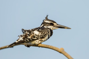 Pied Kingfisher  (Ceryle rudis  ) with blue sky background