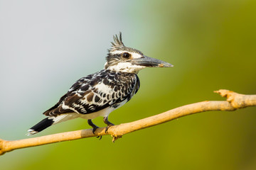 Pied Kingfisher  stair at us with green background