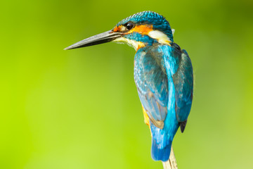 Super close up of  Male Common kingfisher  in nature