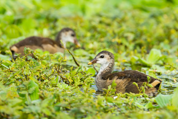 Close up of Young Common Moorhen in nature of Thailand