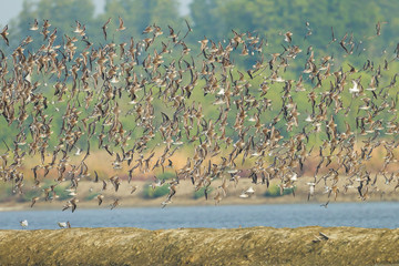 The big group flying of Lesser Sand Plover