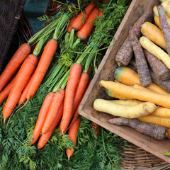 Marché - Carottes rouges, blanches et noires