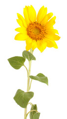 Obraz premium beautiful sunflower, isolated on white