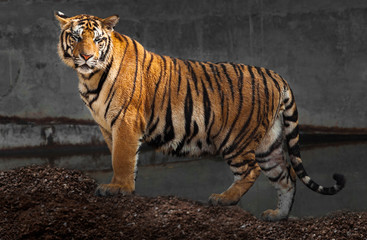 Shot of Tiger
