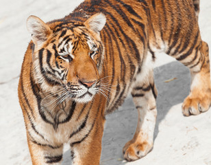 Fototapeta na wymiar Strzał z Tygrysa