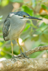 The portrait of Little Heron (Butorides striata)  in nature