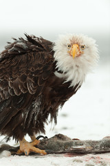 Close up Portrait of a Bald Eagle