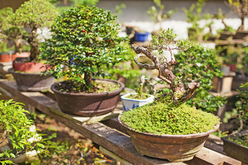 Fototapeta na wymiar bonsai tree
