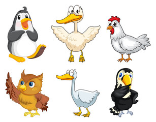 Six different kinds of birds