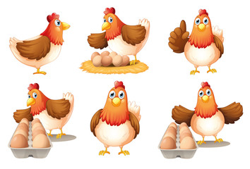 Six hens