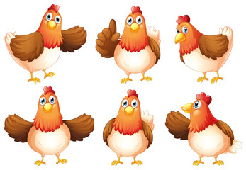 Six fat chickens