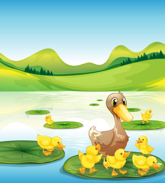 A duck and her ducklings at the pond