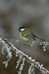 Fototapeta premium Great tit, Parius major