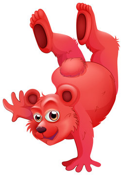 A red bear doing a handstand