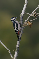 Great-spotted woodpecker, Dendrocopos major
