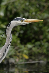 Grey heron, Ardea cinerea