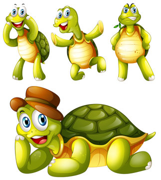 Four playful turtles