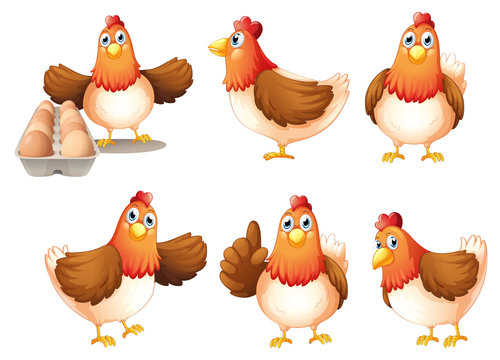 Six fat hens