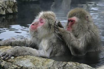 Snow monkey or Japanese macaque, Macaca fuscata