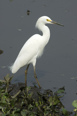 Obraz premium Snowy egret, Egretta thula,