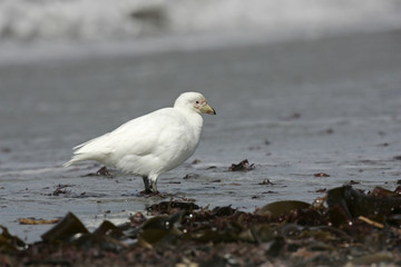 Snowy sheatbill, Chionis alba