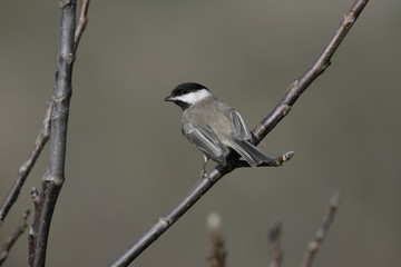 Sombre tit,  Parus lugubris