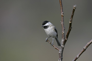 Fototapeta premium Sombre tit, Parus lugubris