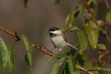 Sombre tit,  Parus lugubris