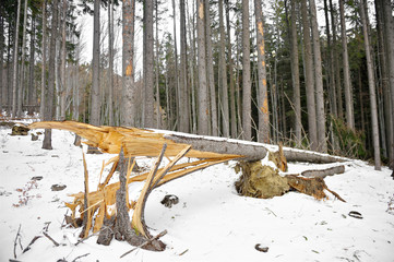 Pine tree ripped by storm
