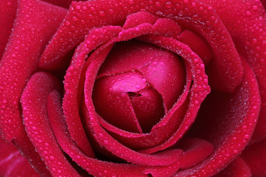 Close up image of a red rose