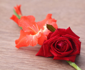 Gladiolus flower with rose