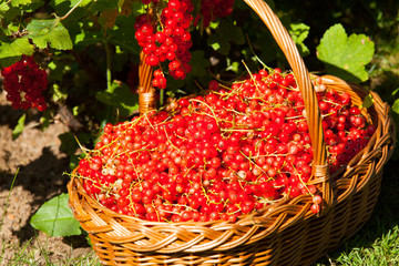 basket of red currants in the garden