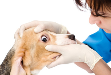 vet check the dog's eyes. isolated on white background