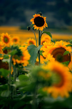one sunflower above the othes in the summer field 