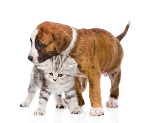 Obraz premium puppy hugs scottish kitten. isolated on white background