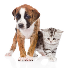 Obraz premium Scottish kitten and cute puppy together. isolated on white 