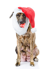 dog with red christmas Santa hat and gift box. isolated on white