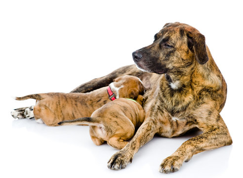 Adult Dog Feeds The Puppies. Isolated On White Background